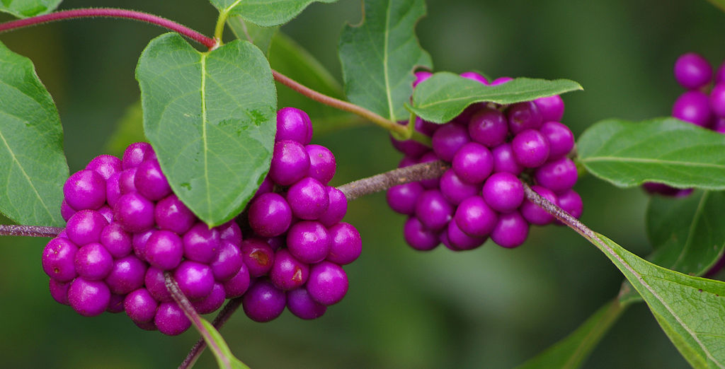 american beautyberry bush with ripe fruit
