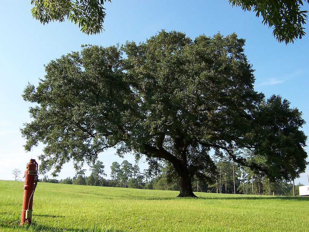 large live oak tree on grassy field