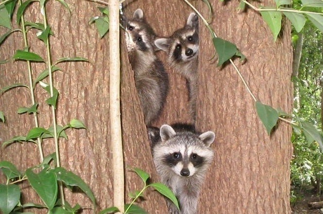 worst mls photos raccoons in a tree outside home