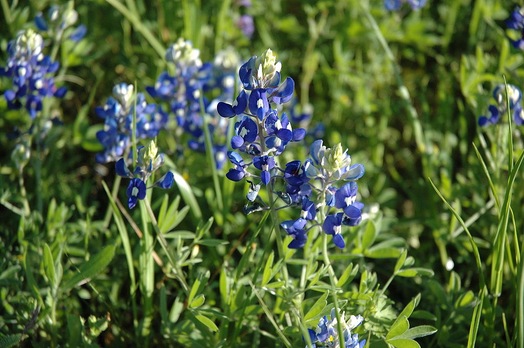 close up of bluebonnet flowers