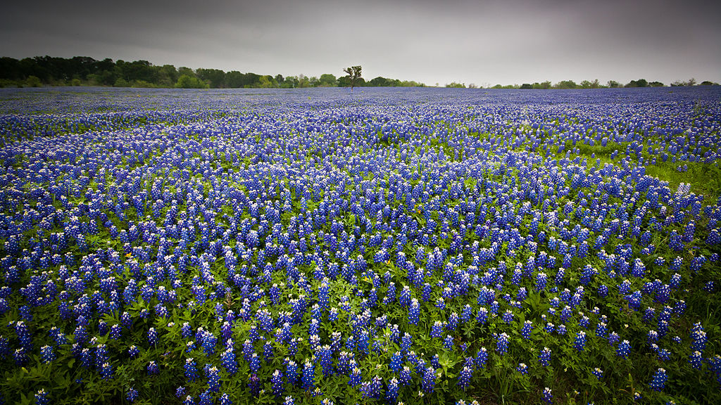 field full of bluebonnet flowers