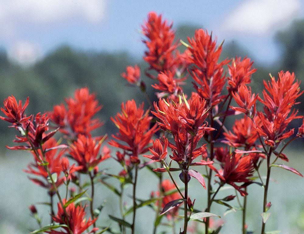 red indian paintbrush flowers up close