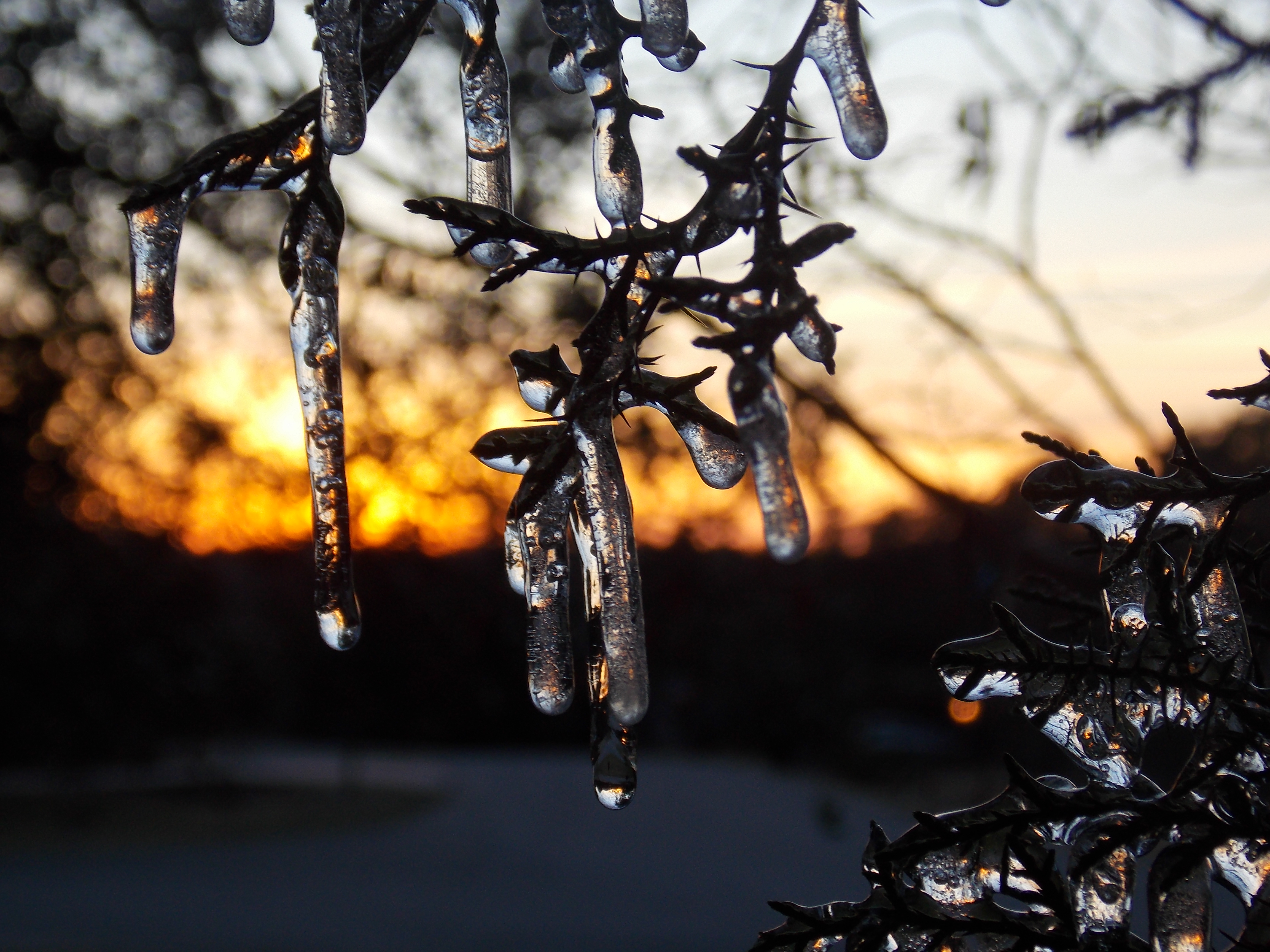 ice on a tree branch